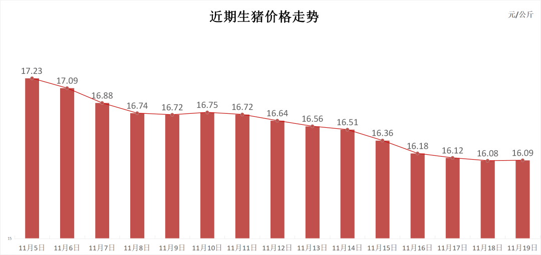 每日豬訊11.19